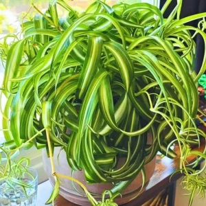Curly Spider Plant Live Houseplant - Variegated, 4 Inch Pot, Indoor - Image 2