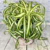Curly Spider Plant Live Houseplant - Variegated, 4 Inch Pot, Indoor - Image 1
