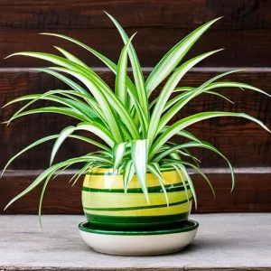 Curly Spider Plant Live in 4 Inch Pot - Air Purifying Houseplant, 4-7 Inch Tall - Image 6