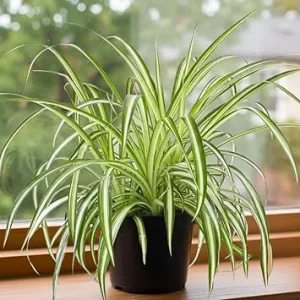 Curly Spider Plant Live - Variegated Leaves, 4 Inch Pot, Air Purifying Houseplant - Image 4