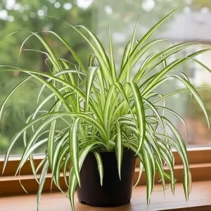 Curly Spider Plant Live - Variegated Leaves, 4 Inch Pot, Air Purifying Houseplant - Image 5