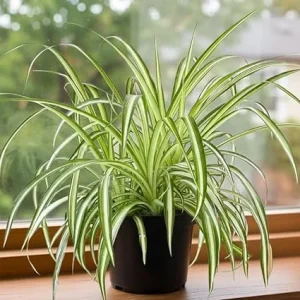 Curly Spider Plant Live - Variegated Leaves, 4 Inch Pot, Air Purifying Houseplant - Image 7
