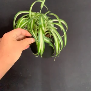 Curly Variegated Spider Plant 'Bonnie' - Live Houseplant in 4 inch Pot - Image 4