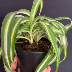 Curly Variegated Spider Plant 'Bonnie' - Live Houseplant in 4 inch Pot - Image 5