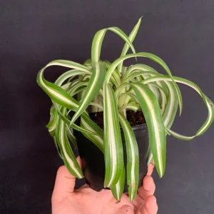 Curly Variegated Spider Plant 'Bonnie' - Live Houseplant in 4 inch Pot - Image 6