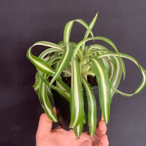 Curly Variegated Spider Plant 'Bonnie' - Live Houseplant in 4 inch Pot - Image 7