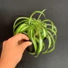 Curly Variegated Spider Plant 'Bonnie' - Live Houseplant in 4 inch Pot - Image 1