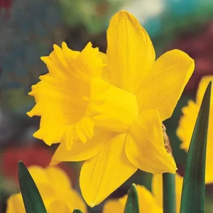 Daffodil Bulbs - 25 Yellow Narcissus Flower Bulbs for Spring Planting, Zones 3-8 - Image 1