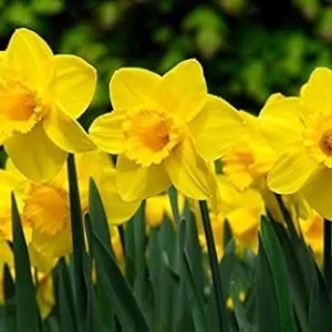 Daffodil Bulbs for Fall Planting - 50 Yellow Narcissus Flower Bulbs, Outdoor Perennial - Image 2