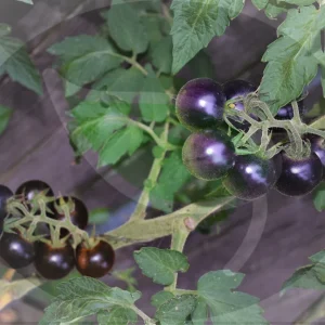 Dancing With Smurfs Tomato Seeds - Heirloom, Non-GMO, 30+ Seeds, Small Cherry, Purple/Blue/Red - Image 3