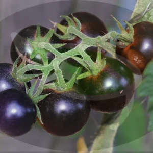 Dancing With Smurfs Tomato Seeds - Heirloom, Non-GMO, 30+ Seeds, Small Cherry, Purple/Blue/Red - Image 4