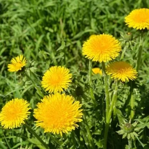 Dandelion Live Plant 4 Inch Pot - Outdoor Yellow Flower Starter - Image 4