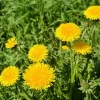 Dandelion Live Plant 4 Inch Pot - Outdoor Yellow Flower Starter - Image 1