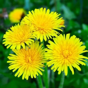 Dandelion Live Plant - Yellow Dandelion in 4 inch Potted - Perennial Outdoor - Image 4