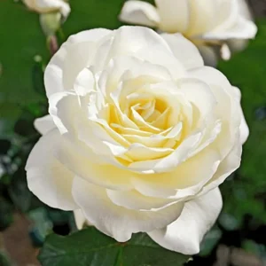 Dark Night Rose Bush Live Plant - Bare Root 5-10