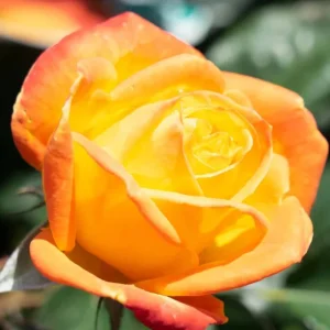 Dark Night Rose Bush Live Plant - Bare Root 5-10