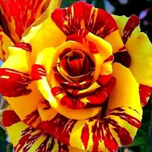 Dark Night Rose Bush Live Plant - Bare Root 5-10