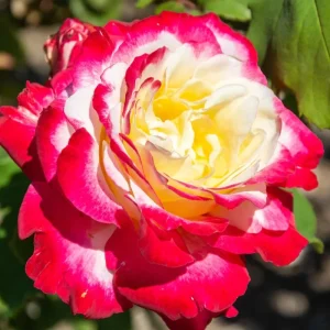 Dark Night Rose Bush Live Plant - Bare Root 5-10