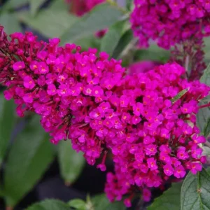 Dark Pink Butterfly Bush Plant - 5-7 Inch Tall Live Plant, Outdoor - Image 3