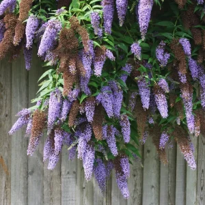 Dark Pink Butterfly Bush Plant - 5-7 Inch Tall Live Plant, Outdoor - Image 4