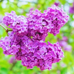 Dark Purple Lilac Bush Live Plant - Quart Pot, Outdoor Shrub, Zones 3-7 - Image 7