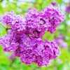 Dark Purple Lilac Bush Live Plant - Quart Pot, Outdoor Shrub, Zones 3-7 - Image 1