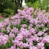 Dark Purple Lilac Bush Live Plant - Syringa, 6-8 Inch Tall, Outdoor - Image 1