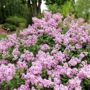 Dark Purple Lilac Bush Live Plant - Syringa, 6-8 Inch Tall, Outdoor - Image 1