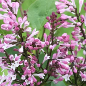 Dark Purple Lilac Bush Live Plant - Syringa, 6-8 Inch Tall, Outdoor - Image 2