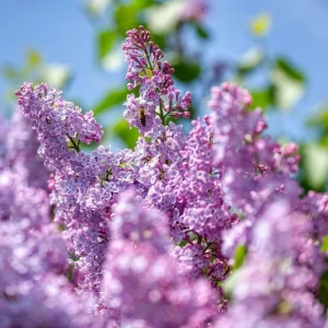 Dark Purple Lilac Bush Live Plant - Syringa, 6-8 Inch Tall, Outdoor - Image 3