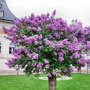Dark Purple Lilac Live Plant – Fragrant Outdoor Shrub – Syringa – USDA Zone 3-7 - Image 4