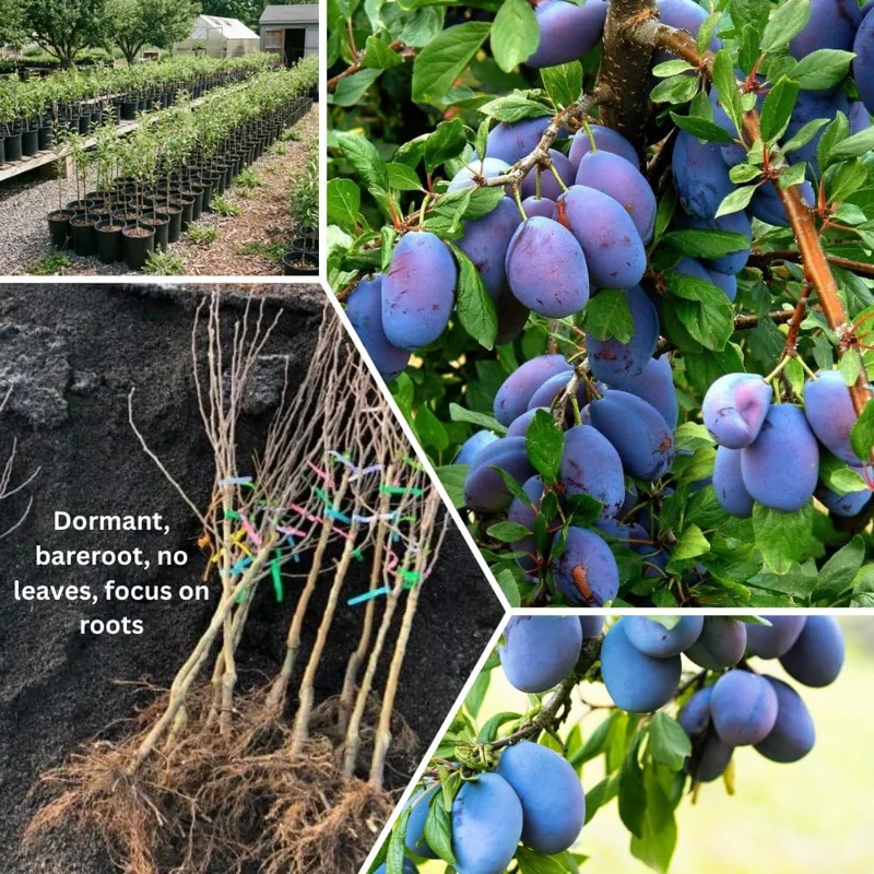 Dark Purple Plum Tree - Hardy Bare Root Fruit Tree for Planting, 6-15 Inch Tall, Outdoor - Image 4