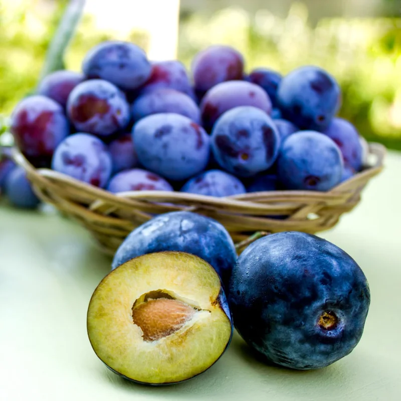 Dark Purple Plum Tree - Hardy Bare Root Fruit Tree for Planting, 6-15 Inch Tall, Outdoor - Image 7