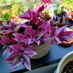 Dark Purple Wandering Jew Live Plant - Tradescantia Houseplant, 2.5 Inch Pot, Indoor/Outdoor - Image 4