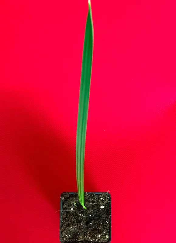 Date Palm Tree Seedling Live Plant - Phoenix Dactylifera Starter - 6-12 inches Tall - Image 2