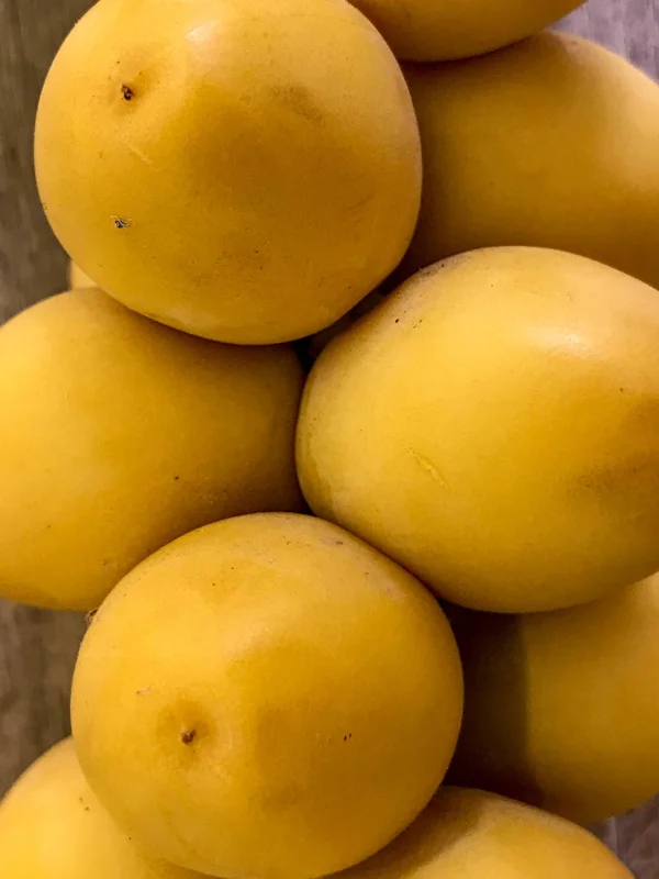 Date Palm Tree Seedling Live Plant - Phoenix Dactylifera Starter - 6-12 inches Tall - Image 3