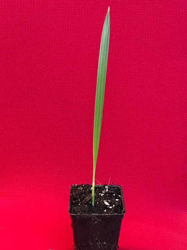 Date Palm Tree Seedling Live Plant - Phoenix Dactylifera Starter - 6-12 inches Tall - Image 4