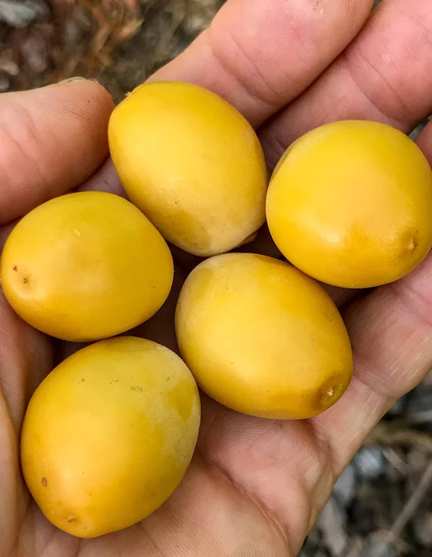 Date Palm Tree Seedling Live Plant - Phoenix Dactylifera Starter - 6-12 inches Tall - Image 5