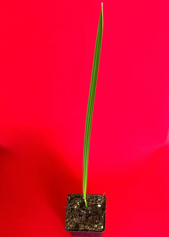 Date Palm Tree Seedling Live Plant - Phoenix Dactylifera Starter - 6-12 inches Tall - Image 6