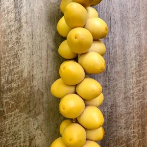 Date Palm Tree Seedling Live Plant - Phoenix Dactylifera Starter - 6-12 inches Tall - Image 7