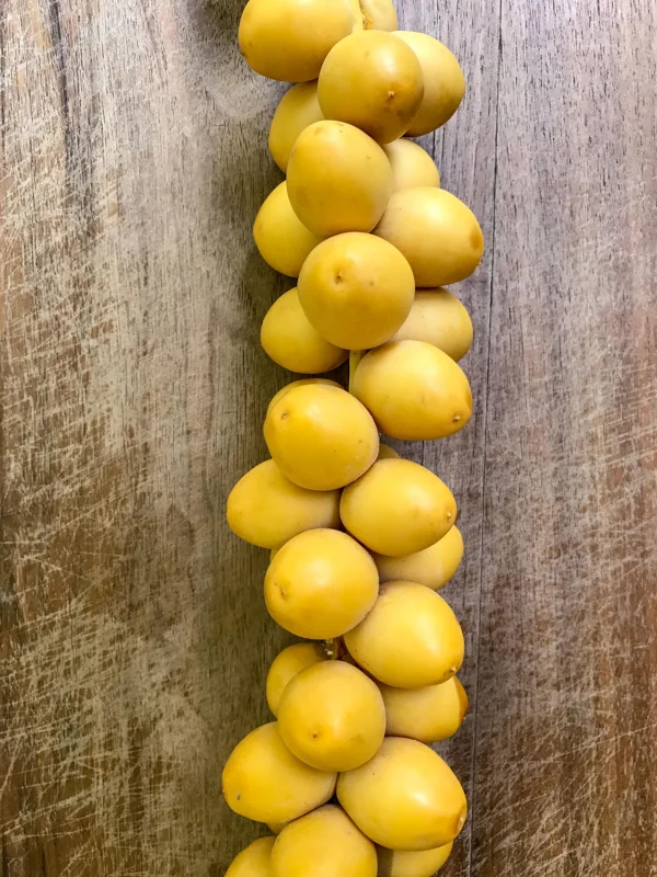 Date Palm Tree Seedling Live Plant - Phoenix Dactylifera Starter - 6-12 inches Tall - Image 7