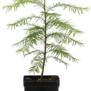 Dawn Redwood Live Plant – Metasequoia Glyptostroboides – 6-12 Inch Tall – Quart Pot – Outdoor Shade Tree - Image 2