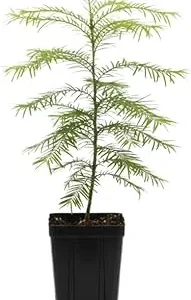 Dawn Redwood Live Plant – Metasequoia Glyptostroboides – 6-12 Inch Tall – Quart Pot – Outdoor Shade Tree - Image 6