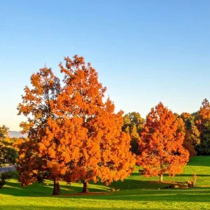 Dawn Redwood Tree Live Plant - 6-12 Inch Tall, Quart Pot, Shade Tree - Image 2