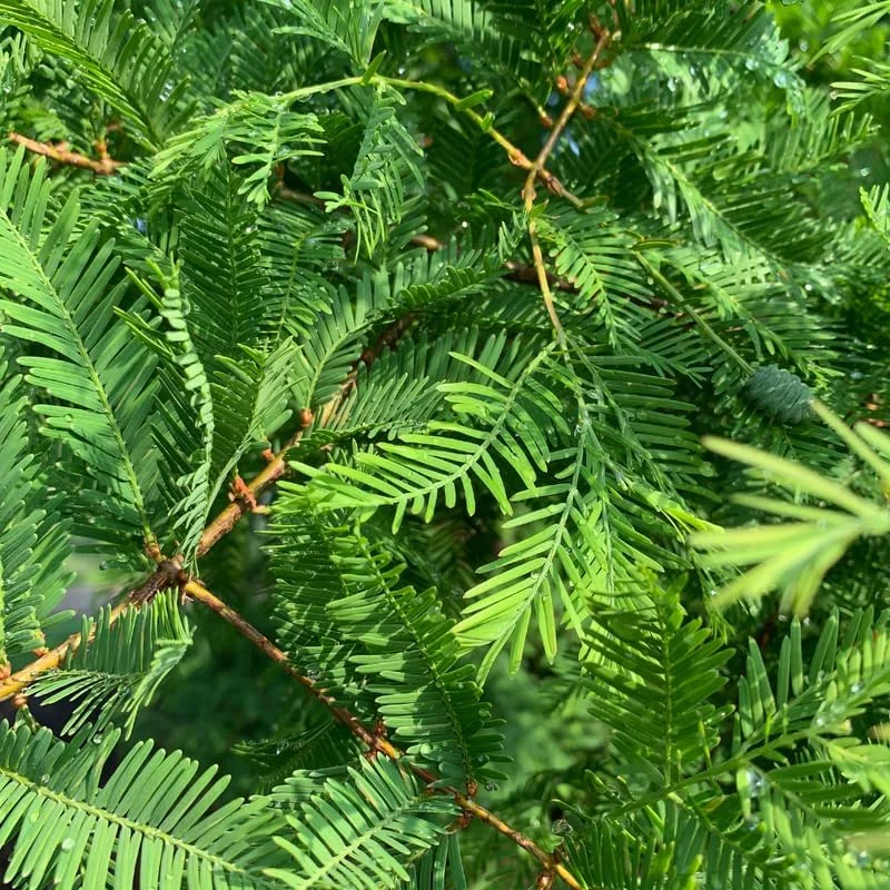 Dawn Redwood Tree Live Plant - 6-12 Inch Tall, Quart Pot, Shade Tree - Image 4