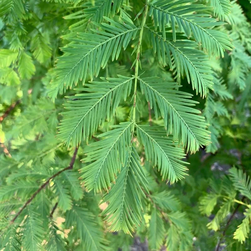 Dawn Redwood Tree Live Plant - 6-12 Inch Tall, Quart Pot, Shade Tree - Image 5