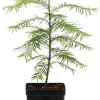 Dawn Redwood Tree Live Plant - 6-12 Inch Tall, Quart Pot, Shade Tree - Image 1