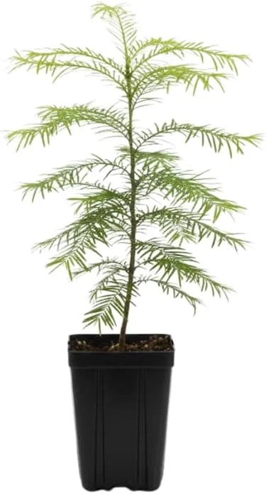Dawn Redwood Tree Live Plant - 6-12 Inch Tall, Quart Pot, Shade Tree - Image 1