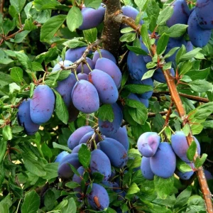 Deep Purple Plum Tree Live Plant – 3-4 Ft Tall – Bareroot – Hardy Fruit Tree - Image 3