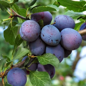 Deep Purple Plum Tree Live Plant – 3-4 Ft Tall – Bareroot – Hardy Fruit Tree - Image 8